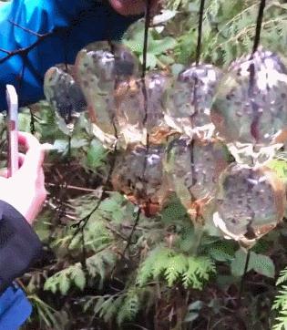 广岛核爆幸存者照片,广岛原子弹爆炸时的真实影像