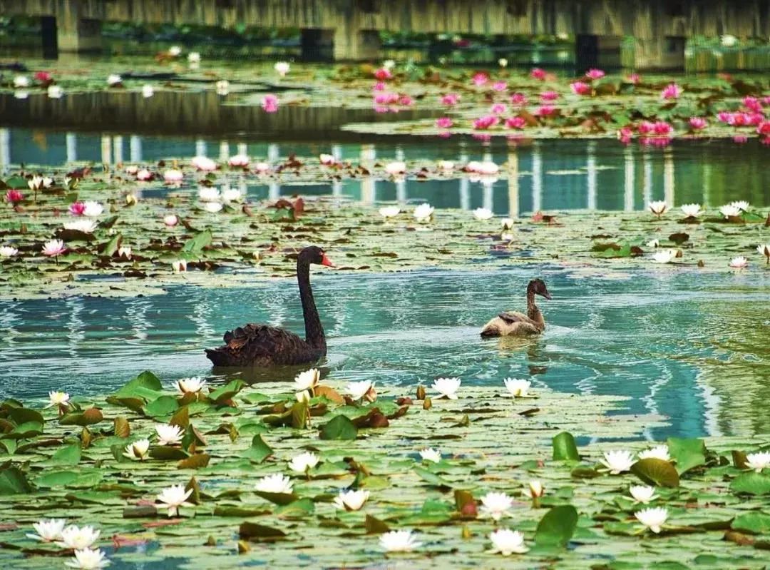 济宁免费游玩的好去处,济宁旅游夏天攻略图