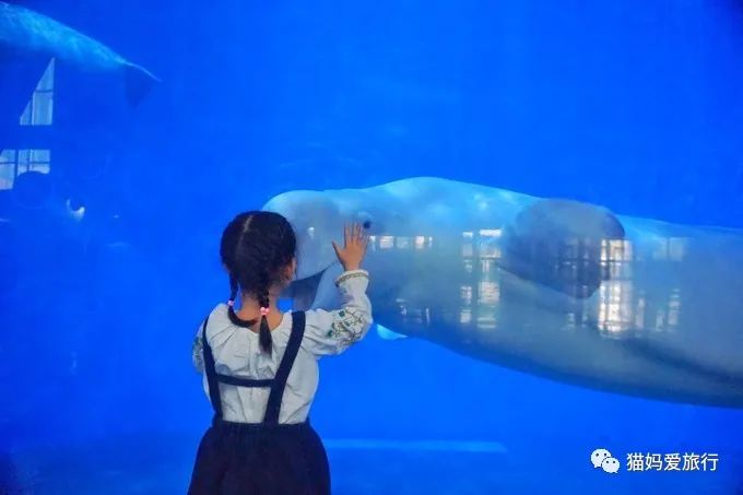 齐河附近带孩子自驾游景点,周边亲子游齐河