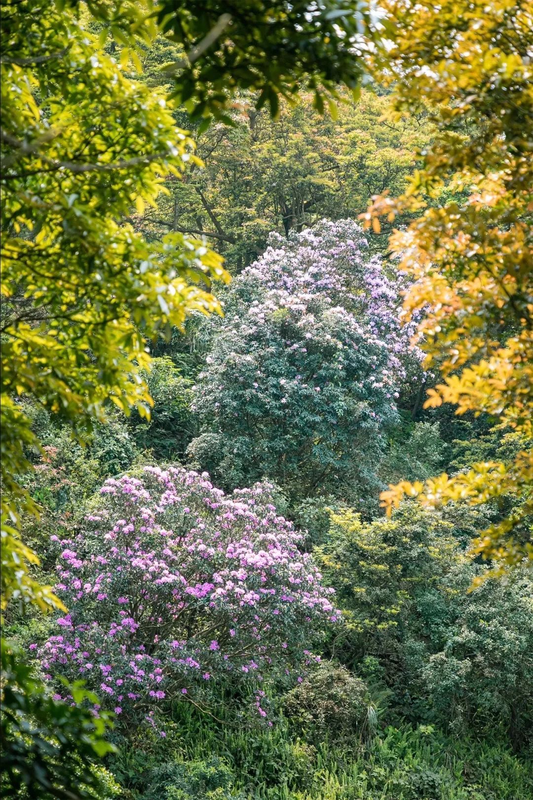 放假在深圳能去哪里玩,放假了可以去深圳的哪些地方玩