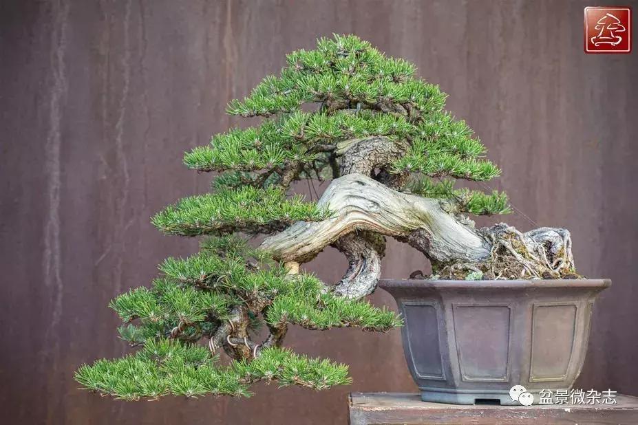 回旋飘枝盆景,飘枝临水盆景