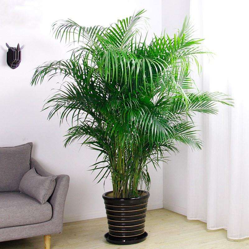 散发清香的易养花卉植物,观叶植物盆栽大全图