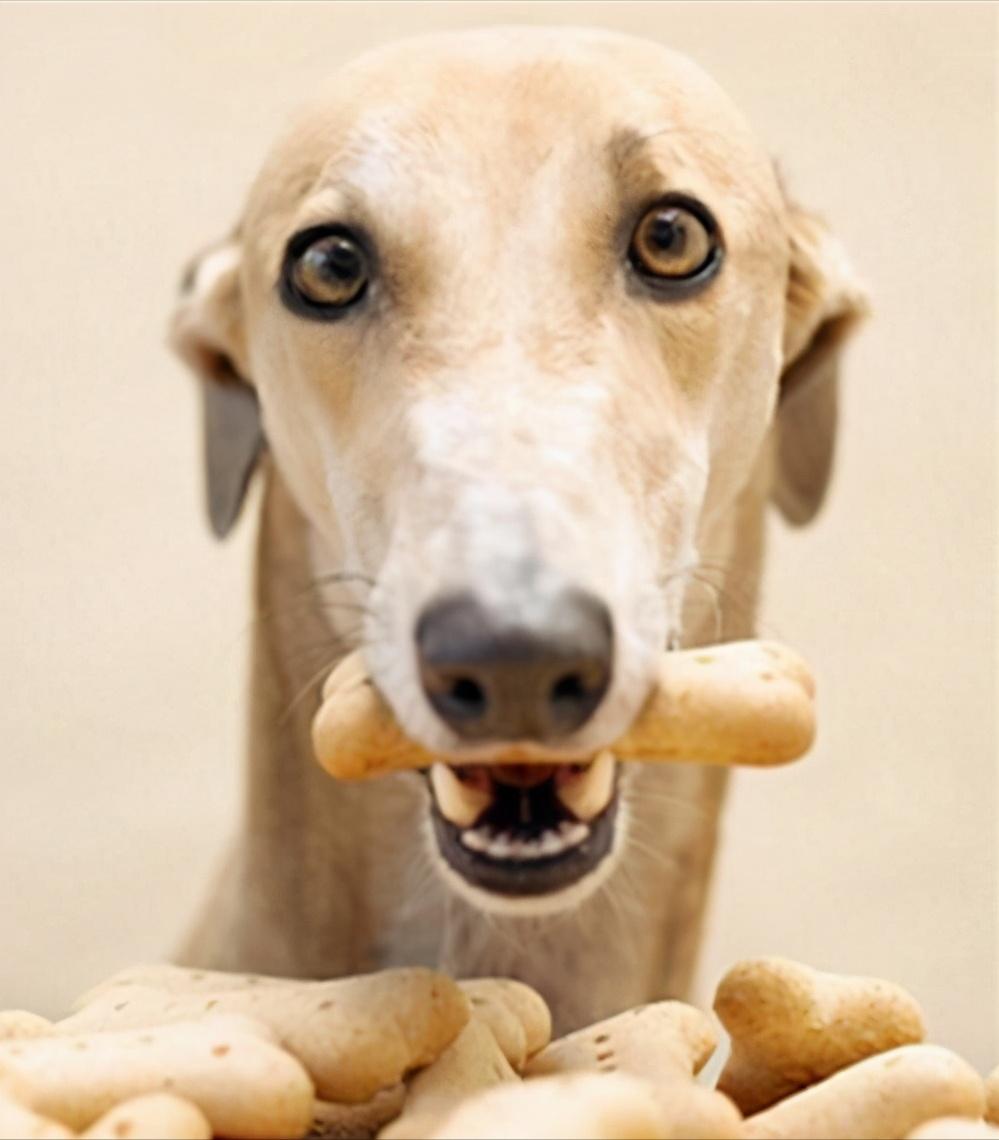 一条有味道的养宠知识,狗狗便便怎么区分臭和腥臭