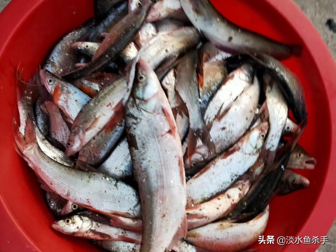 泥鳅党有什么危害,泥鳅党怎么处理