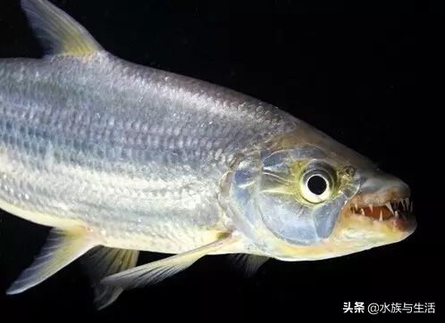 养鱼穷三年草缸毁一生,养鱼新手踩过的六大坑