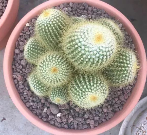 做花针的方法,学做花针