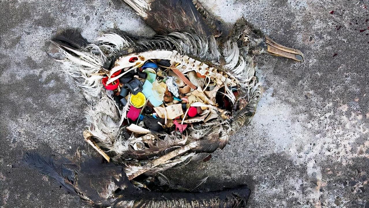 下潜海底1万米会看到什么,下潜海底10000米你将看到什么