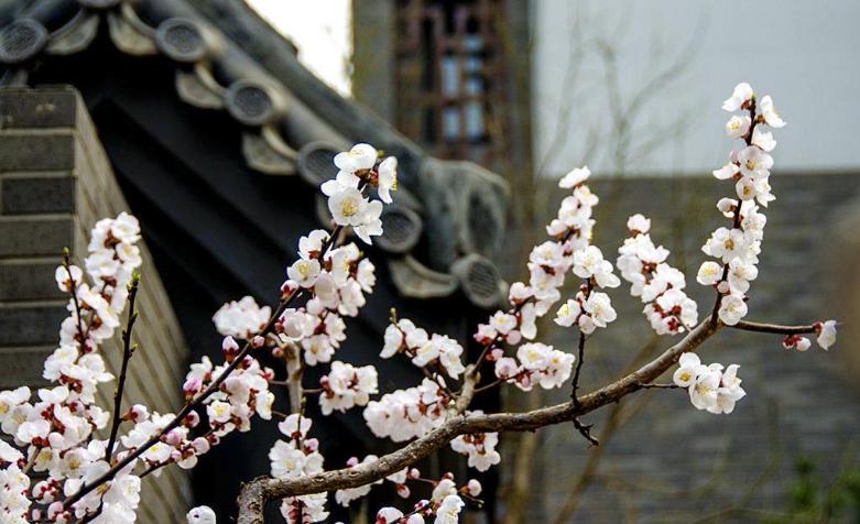 红杏枝头春意闹描写春景的妙处,春色满园关不住全诗欣赏