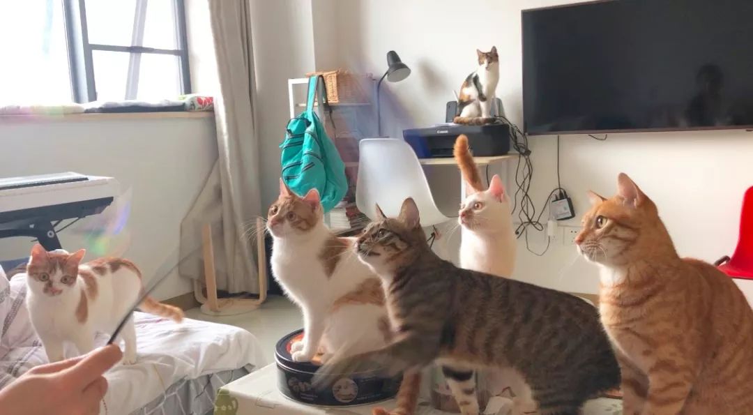 猫咪洗澡前驱虫还是洗澡后驱虫,猫咪体外驱虫和体内驱虫多久一次