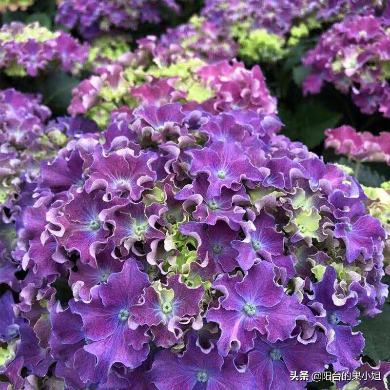 一年四季开花的绣球名字,6个颜色的绣球一起种