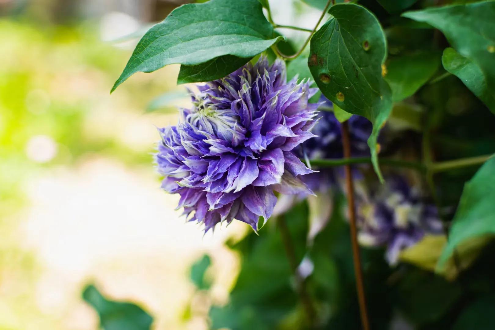 春天的花开得正好拍摄技巧,尼康35-1.8g半画幅人像样片