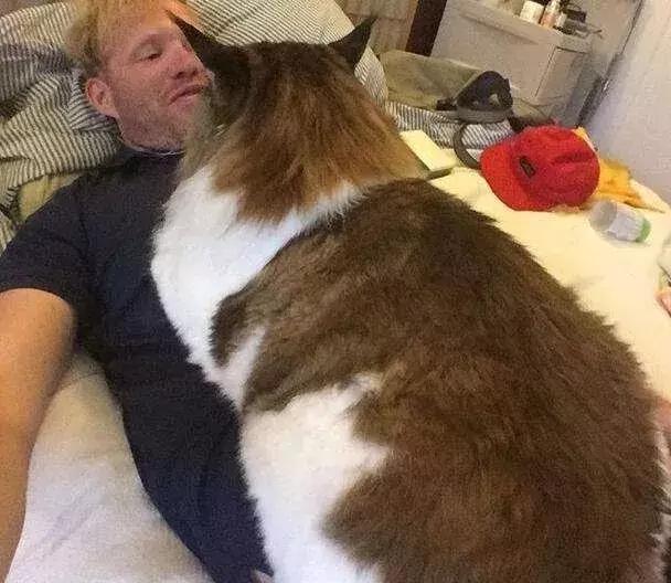 如何封印一只猫,怎么一招封印猫