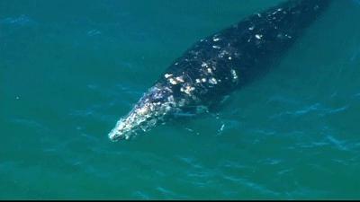 老虎再冲82冠!大满贯赛事—美国公开赛今夜开战