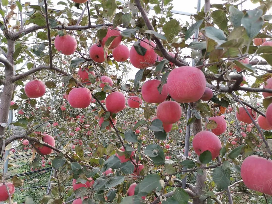 果树种植产业发展特点,果树产业介绍