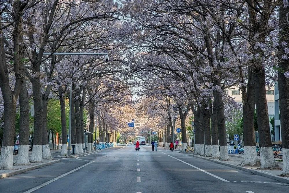北京有条网红“泡桐大道”,已然成为城市春景“名片”之一