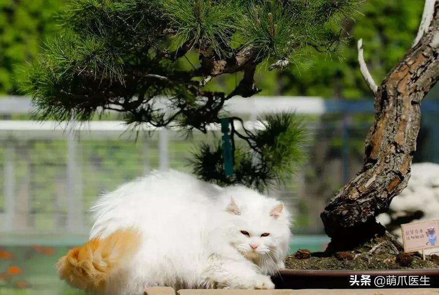 “你根本不爱猫，你就是馋它的身子！”