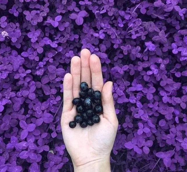 适合黄黑皮裸色指甲油,4款显手白的指甲油颜色淡粉色