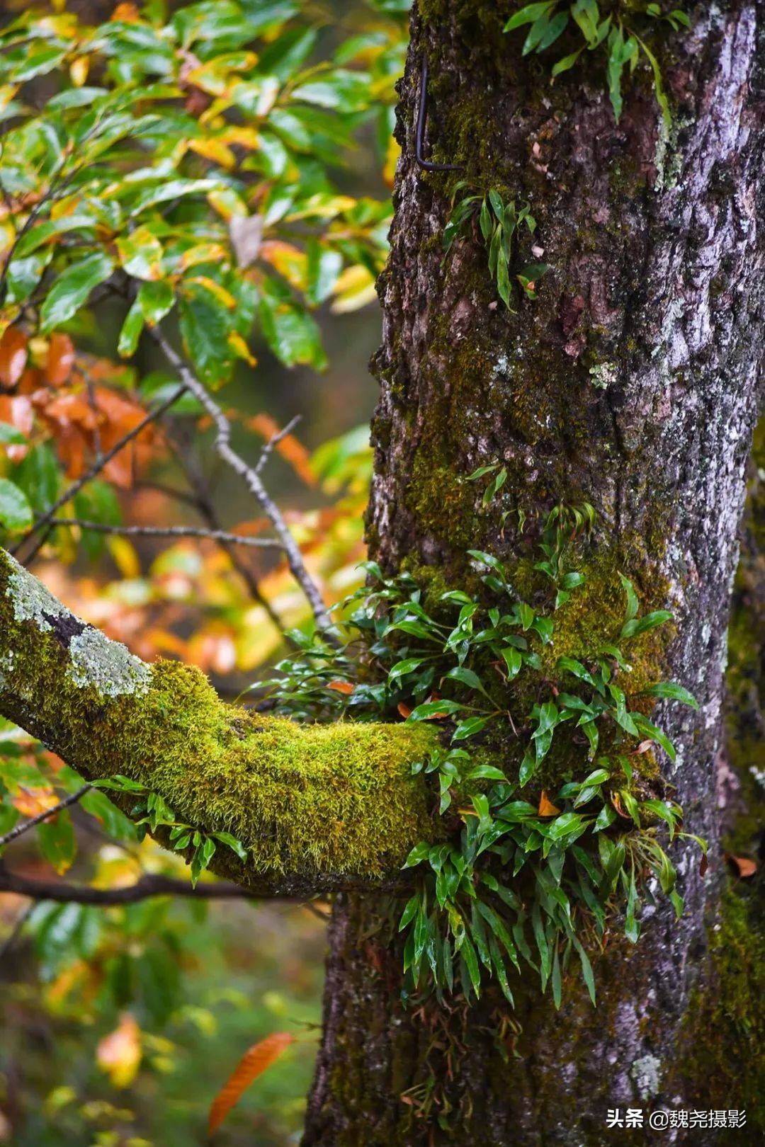 留坝秦岭之夜,留坝秦岭森林公园