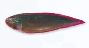 十种受欢迎的海鲜鱼类,最名贵的海鲜鱼类