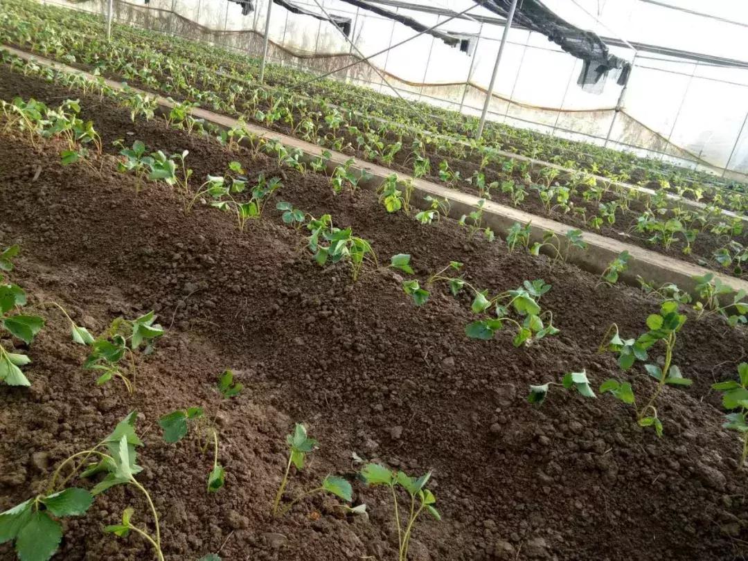 草莓苗突然萎蔫怎么解决,草莓苗栽后萎蔫