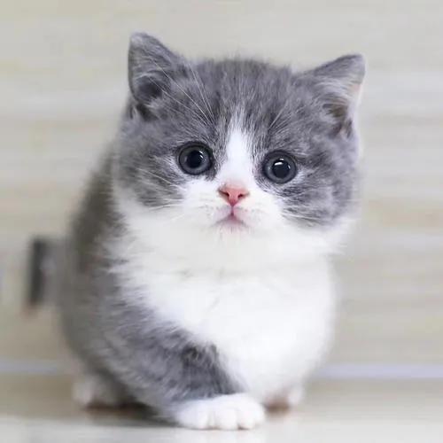 猫咪的眼睛黑色多是怎么回事,猫咪的眼睛可以看到几种颜色