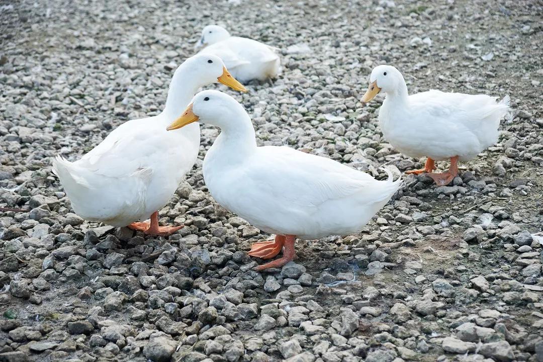 加拿大鹅羽绒服贵在哪,北面羽绒服鸭绒和鹅绒的区别