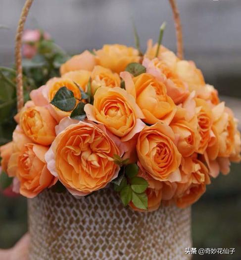 给大家推荐几款皮实好养的月季,好养不生病的月季有哪些品种