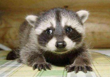 养一只浣熊要注意什么,家里养一只浣熊是什么体验