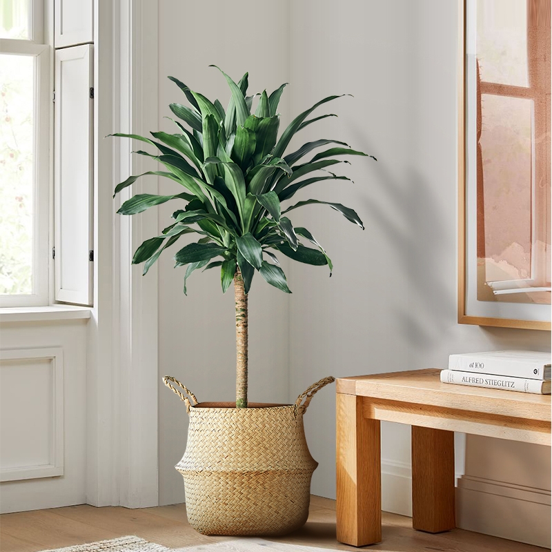 适合阳光暴晒的观叶绿植,适合室内养的高端观叶绿植