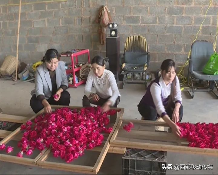 易门县赵红梅图片,易门赵红梅