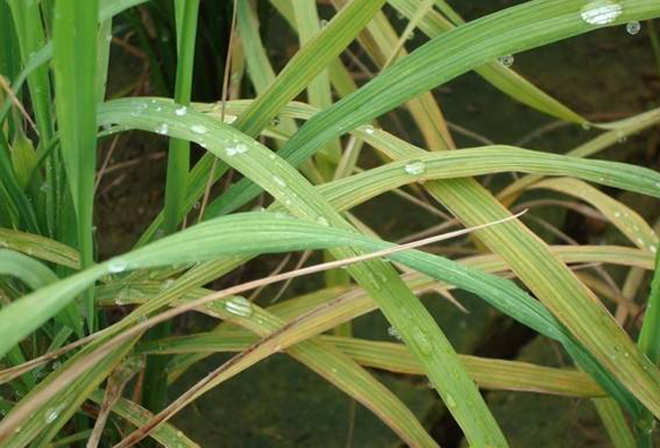 作物缺氮磷钾等9种元素,果树缺铁锌镁要怎么补