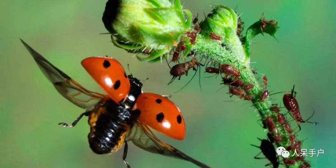 人工养殖的天敌昆虫,昆虫天敌大全