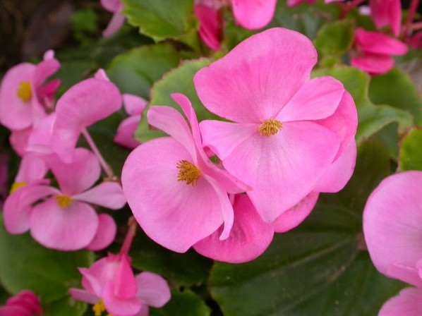 四季海棠各种颜色重瓣,好养好看大花重瓣四季海棠