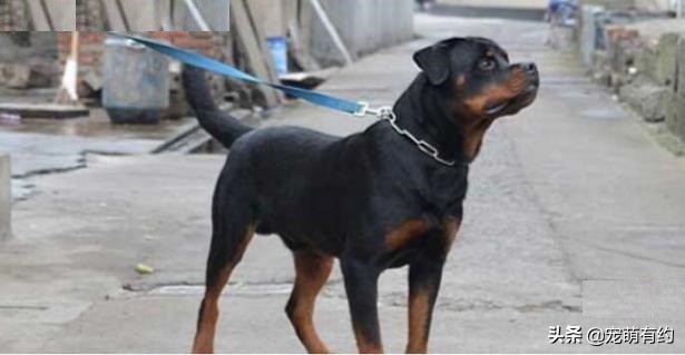 罗威纳成年犬怎样听话,罗威纳犬温顺听话