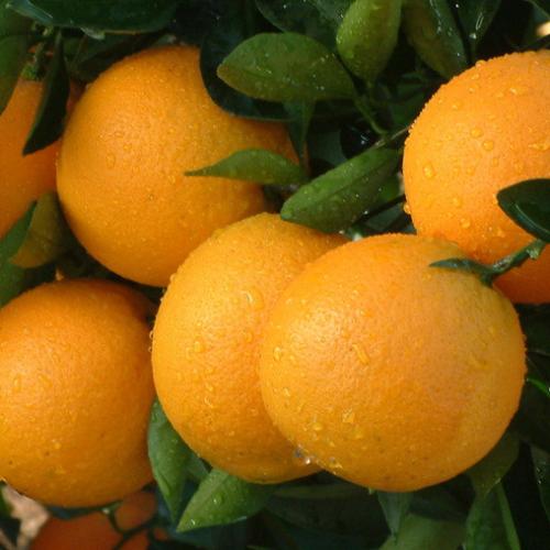 牙龈萎缩吃什么可以改善,牙龈萎缩吃什么食物好