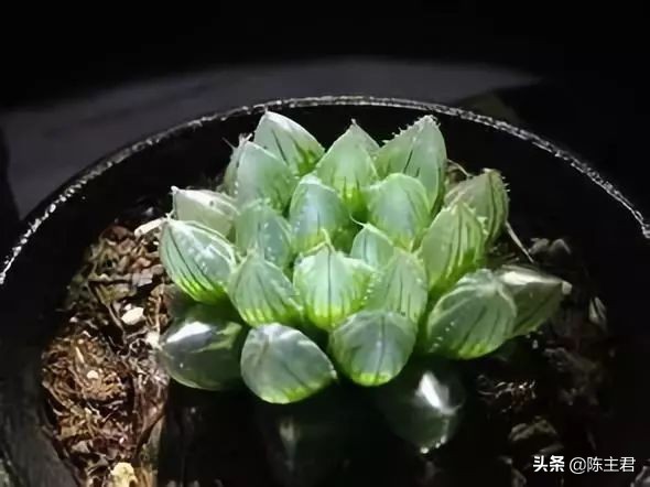 十大最贵法师多肉排行榜,玉露多肉最贵多少钱一棵