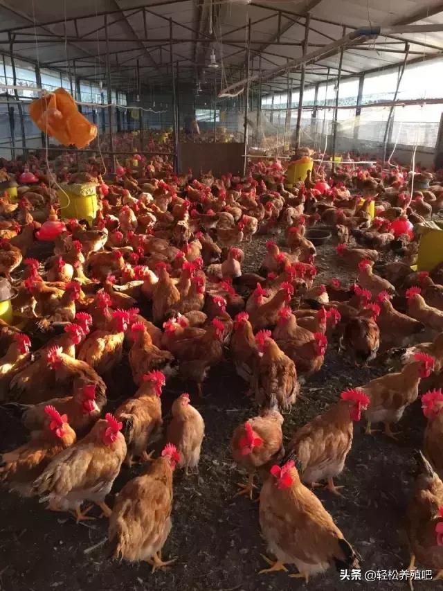 鸡肠炎久治不好怎么办,鸡球虫肠炎治疗视频