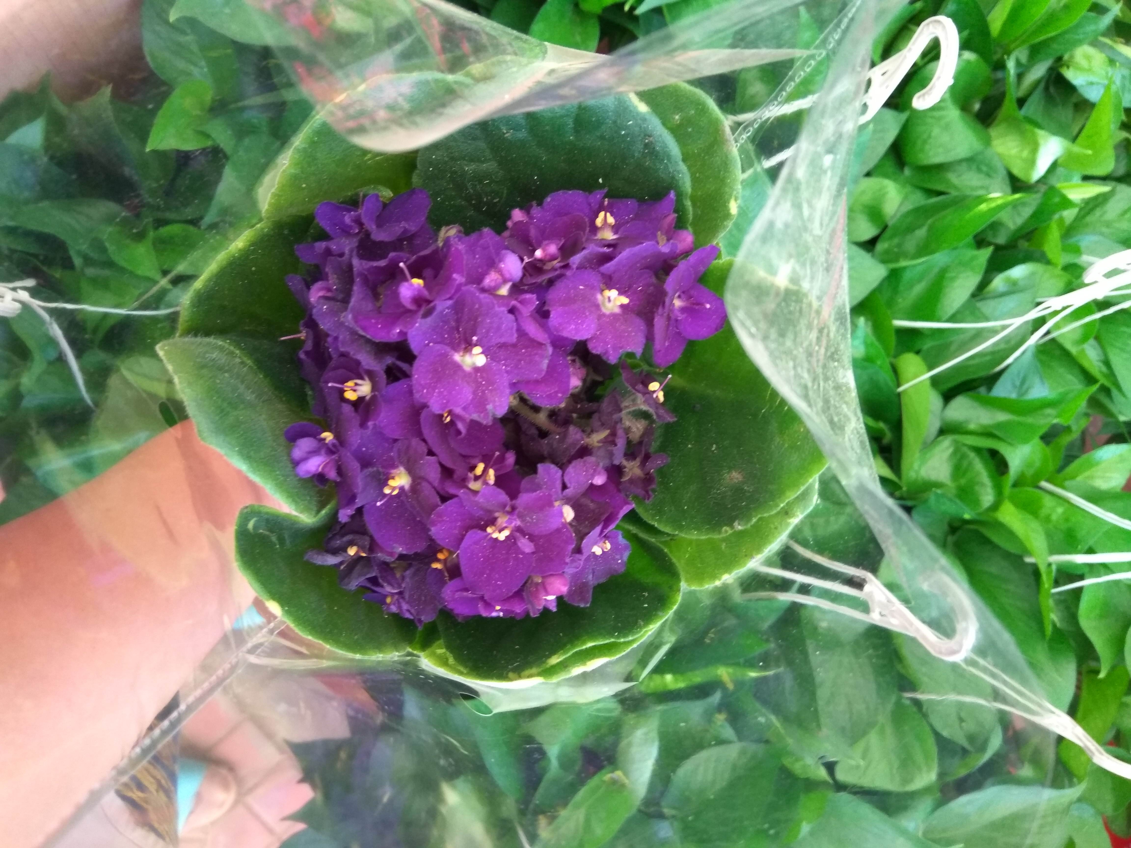 马蹄莲、茶花秋海棠、非洲紫罗兰、红星凤梨的养护方法