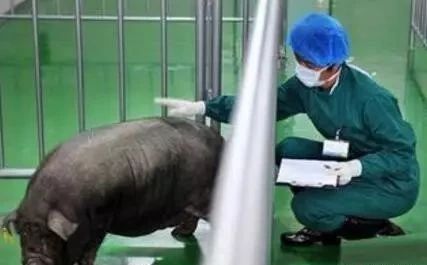 你知道提高母猪产仔数的关键点有哪些吗？