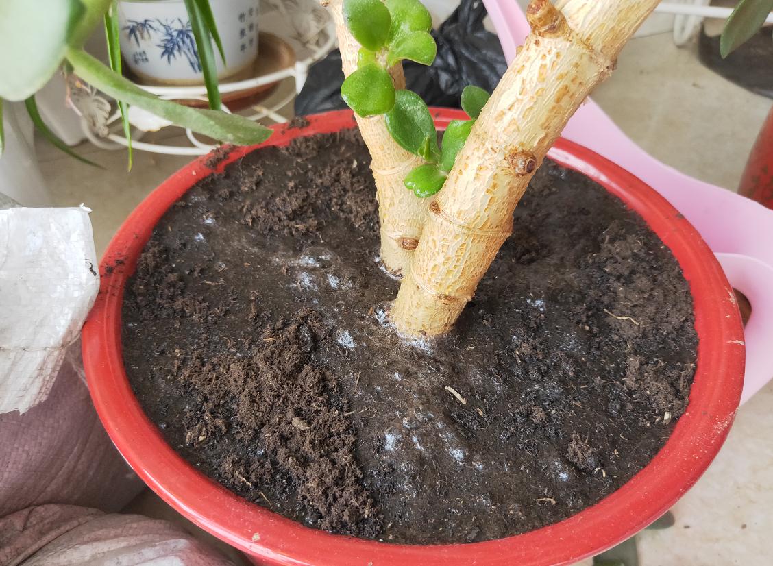 花盆土太硬可以换土吗,花盆土太硬用什么工具疏松