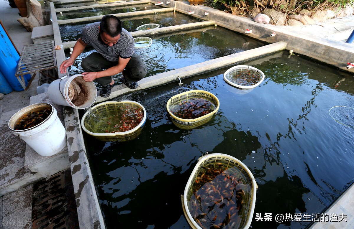 春天来了应种什么植物,刚孵出的金鱼苗怎么养