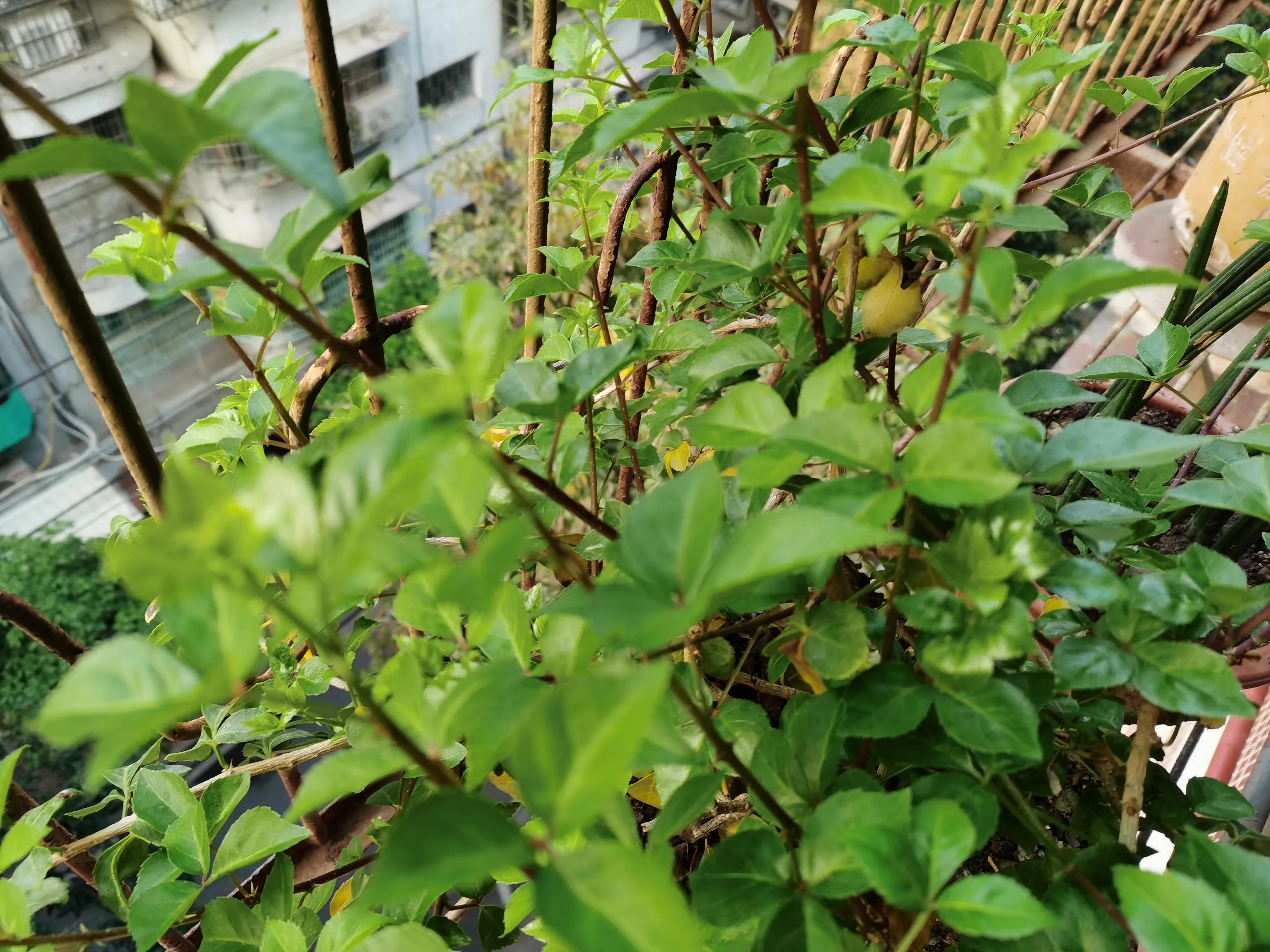 苦刺心的功效与作用图片,潮汕苦刺心的功效及作用