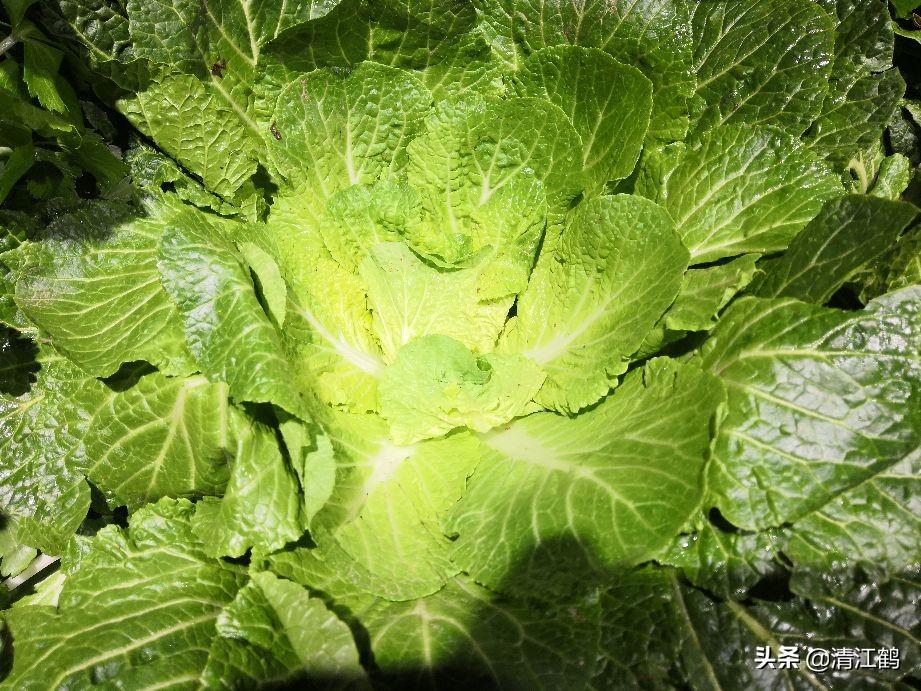 蜗牛吃菜用什么药消灭它,蔬菜上蜗牛用什么药才能杀灭
