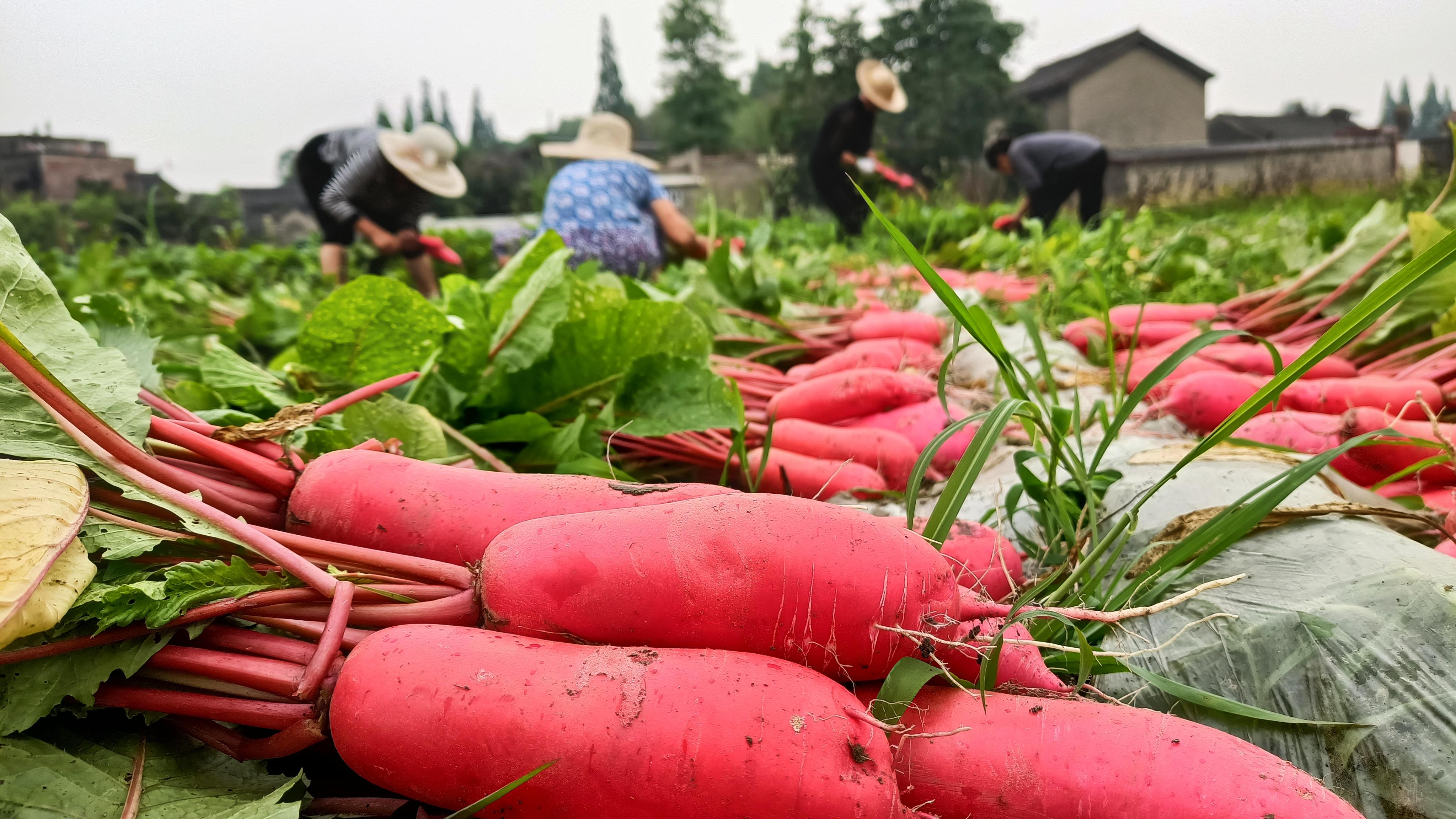 水果发酵的酵素对农作物有什么用,给瓜果蔬菜发酵的酵素
