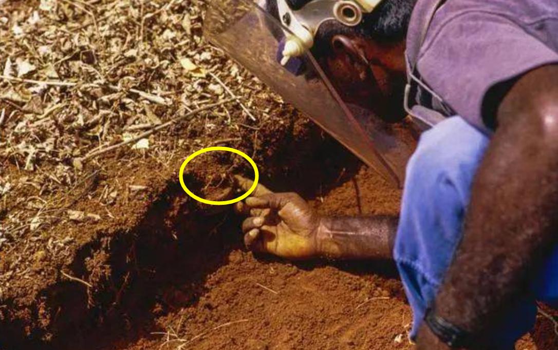 罕见！四川一男子收获2.4米196斤红娘大黑蜂蜂窝，它究竟有多毒？