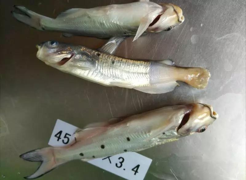 一线渔医良心分享！这份《江高区域全年病害防控指南》请收好