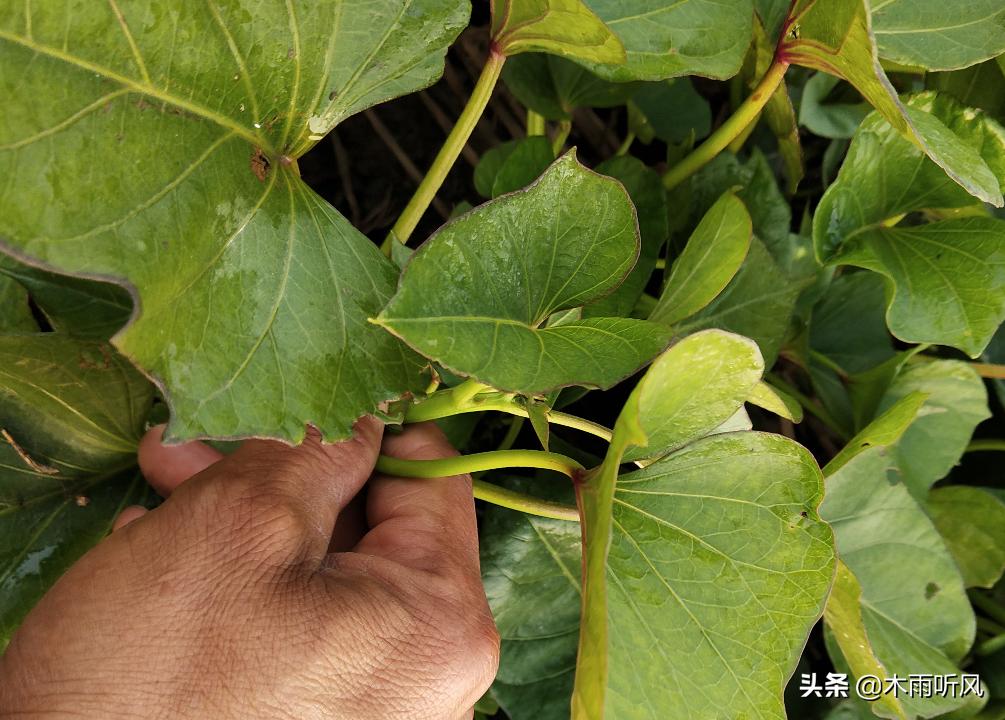 红薯苗用什么药蘸根防治地下害虫,防治红薯地下钻蛀害虫有哪些药