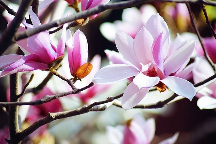 最美玉兰花树图片大全,最美玉兰花开