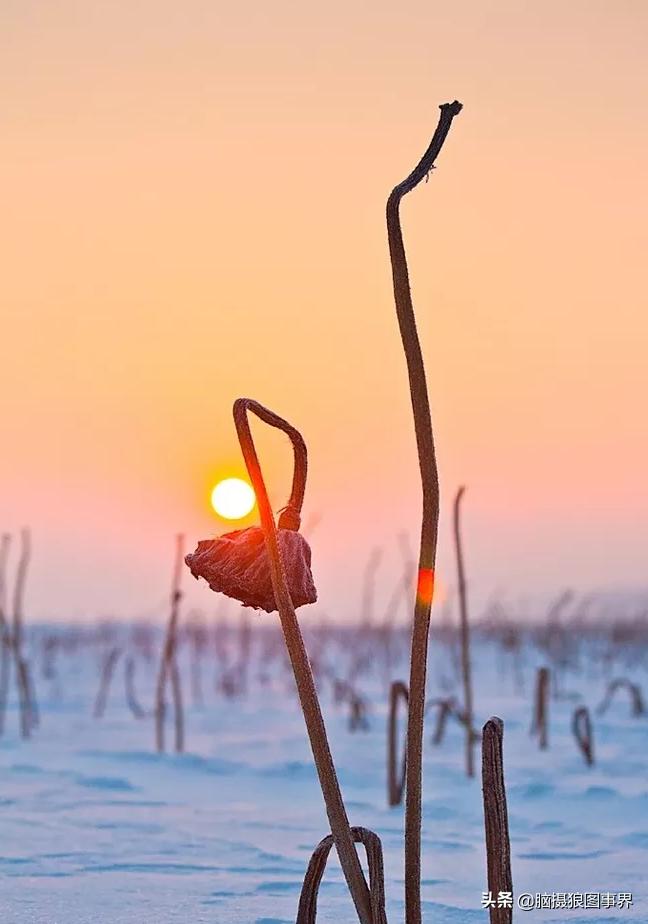 怎么拍出有意境的荷花,怎么拍荷花反差色