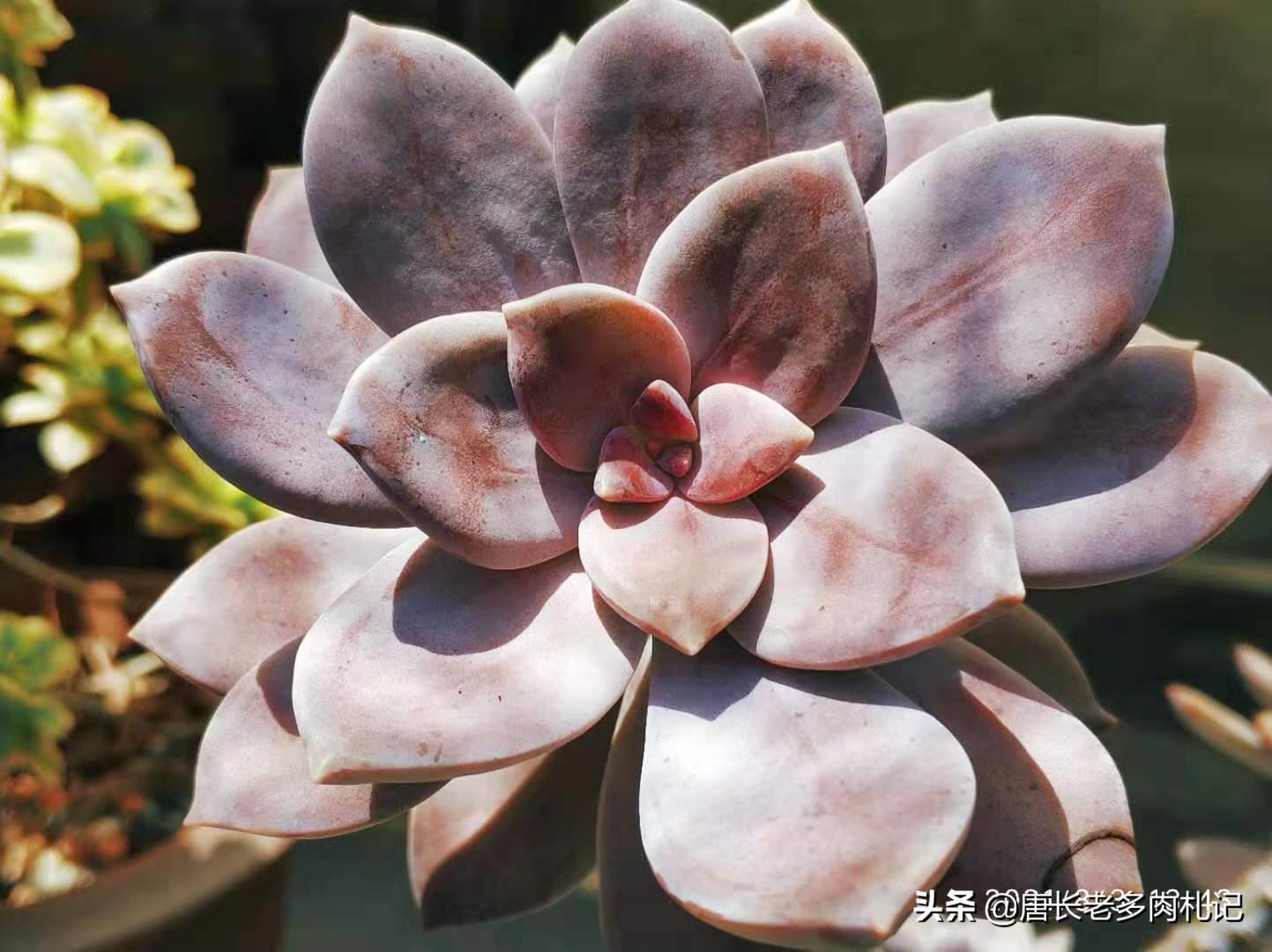 不怕晒的多肉该有哪几种,肉友喜欢的多肉品种